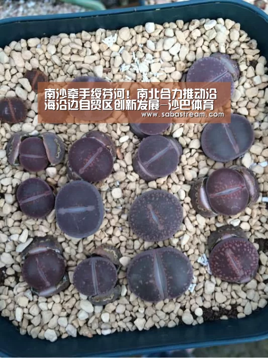 南沙牵手绥芬河!南北合力推动沿海沿边自贸区创新发展-沙巴体育官网(图4) 沙巴体育官网