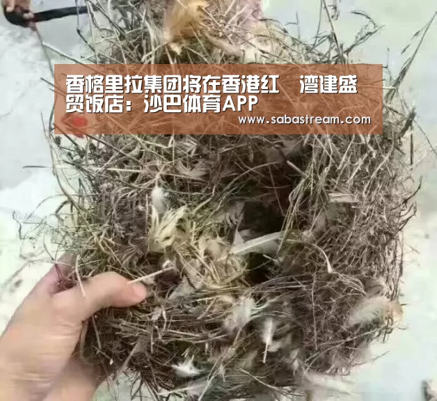 沙巴体育平台